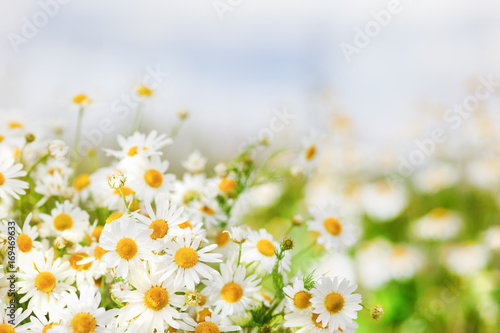 Fototapeta Naklejka Na Ścianę i Meble -  Chamomile among flowers