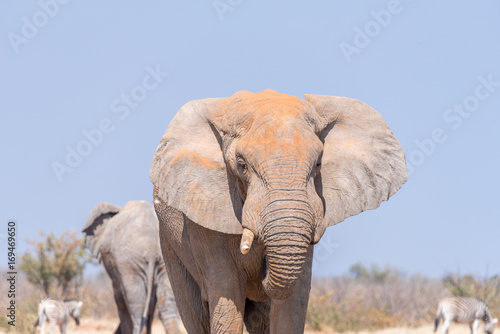 Close-up of an african bull elephant