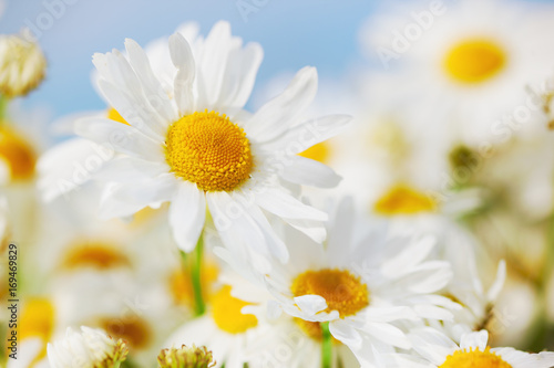 Fototapeta Naklejka Na Ścianę i Meble -  Chamomile among flowers