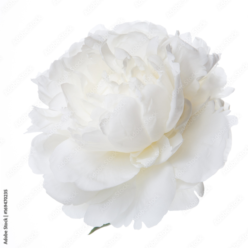 Fototapeta Biały peonia kwiat odizolowywający.