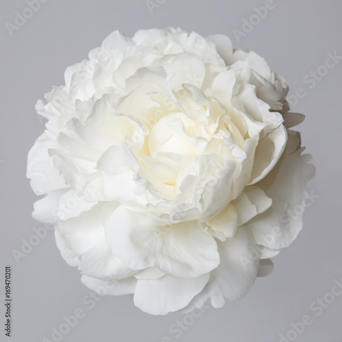 White peony flower isolated on a gray background.
