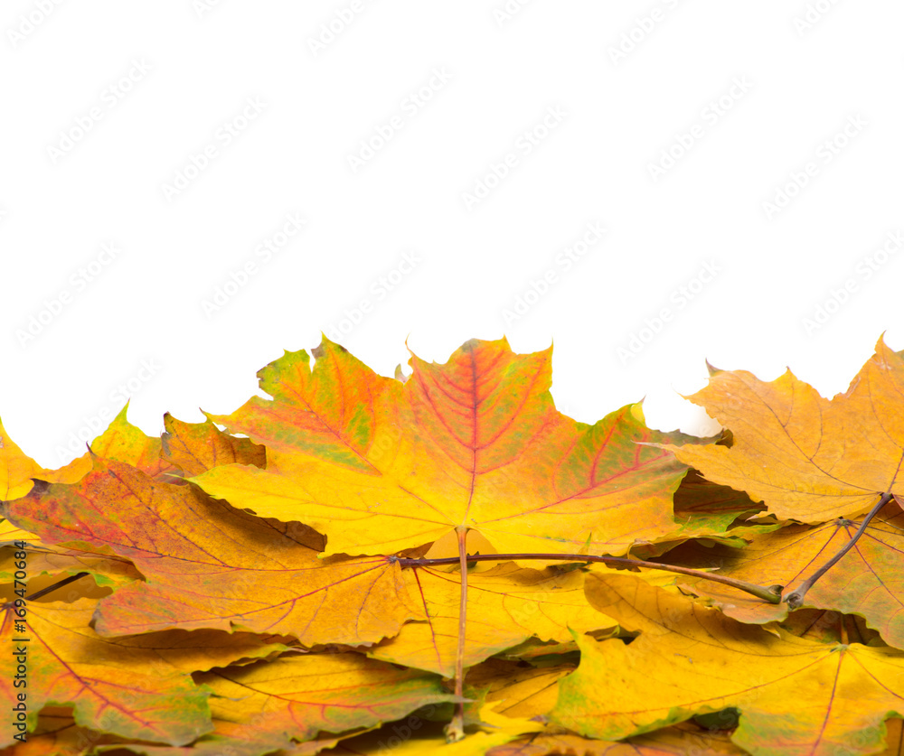 Fototapeta premium autumn leaves