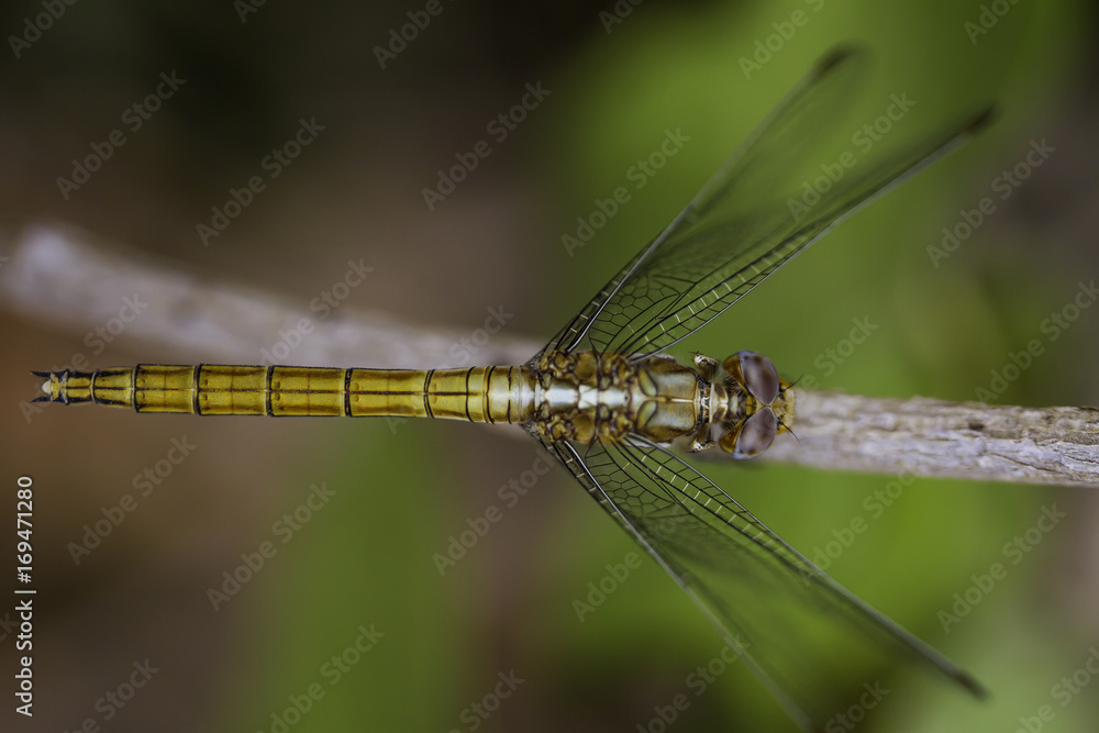 Dragonfly Dragonfly