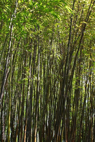 Forêt de bambou zen et reposante