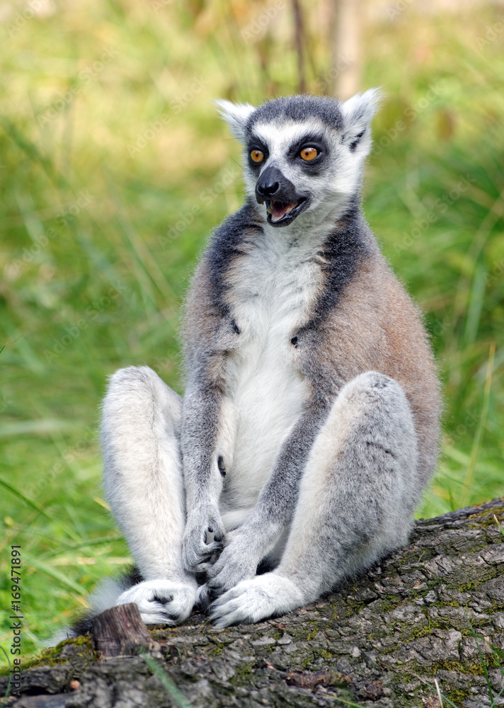 Fototapeta premium Lemur siedzący na pniu drzewa