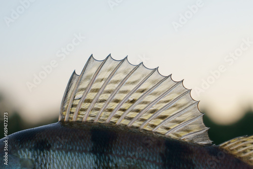 Dorsal fin of a walleye
