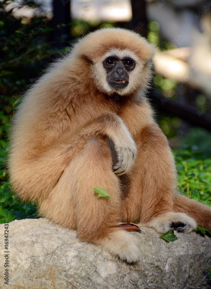 Fototapeta premium White-handed gibbon (Hylobates lar) Chiang Mai zoo