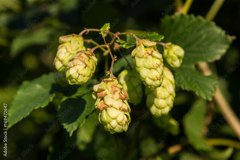 Fototapeta premium Hops