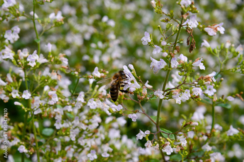 Bergminze (calamintha nepeta) mit Biene