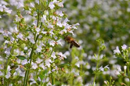 Bergminze (calamintha nepeta) mit Biene