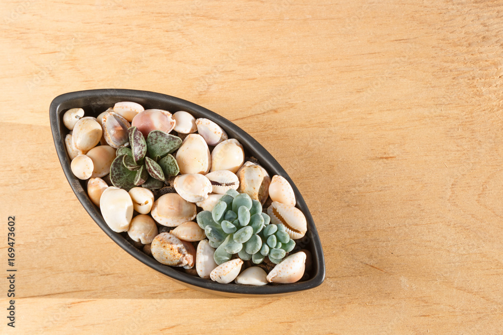 small succulents in a ceramic pot small succulents in a ceramic pot