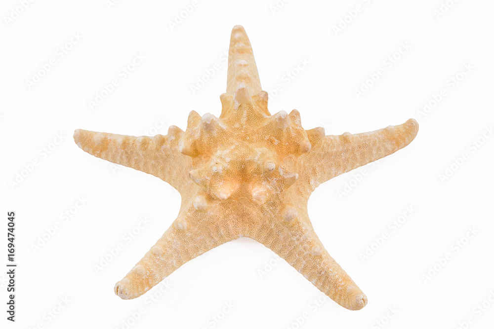deniz yıldızı deniz yıldızı
