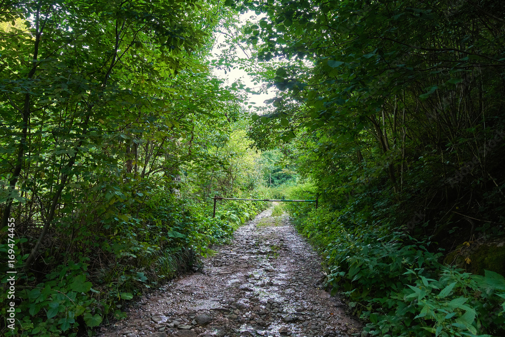 Fototapeta premium Trail offroad through the forest