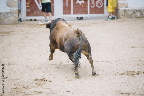  Bull in a bullring.