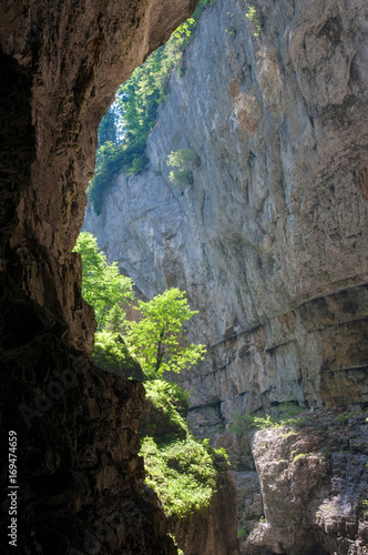 bewuchs in der breitachklamm