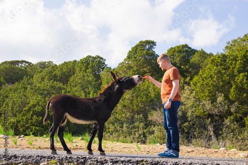 Young man feeding a wild donkeys out of hand. Wildlife, mammals, animals and nature concept