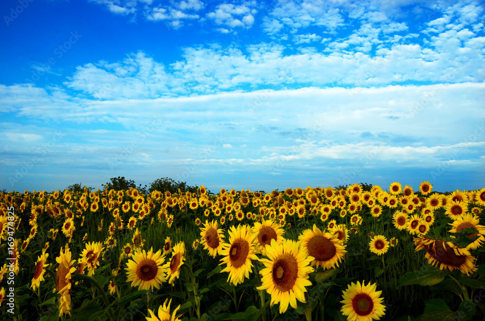 Fototapeta premium Sunflower field 4