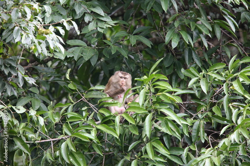 Crab-eating macaque  Macaca fascicularis  in Khao Yai National Park  Thailand