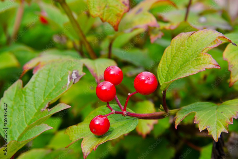 Wasser-Schneeball (viburnum opulus) Wasser-Schneeball (viburnum opulus)
