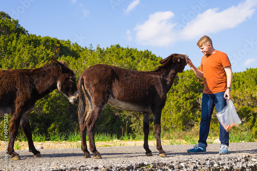 Young man feeding a wild donkeys out of hand. Wildlife  mammals  animals and nature concept