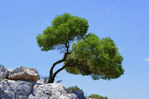 Oleve Tree  photo