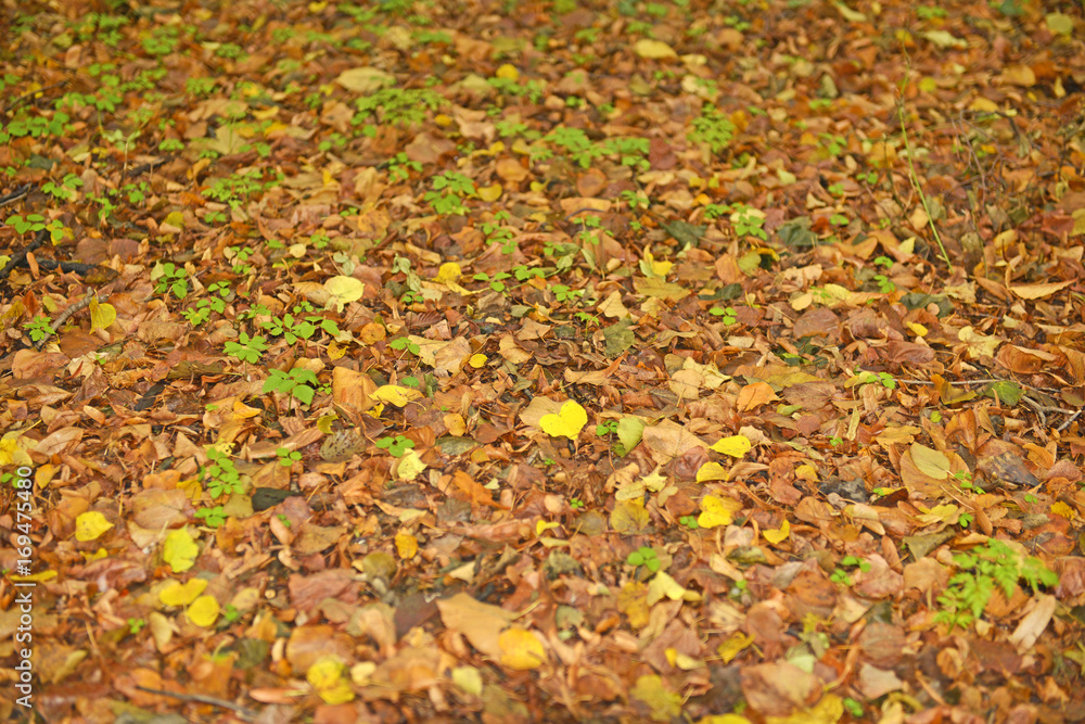 Foglie secche a terra. Foglie secche a terra.