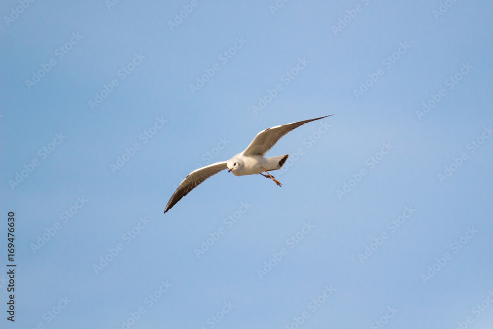 Obraz premium A flying seagull on the sky