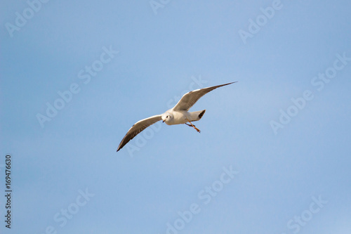 A flying seagull on the sky