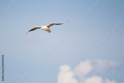 A flying seagull on the sky