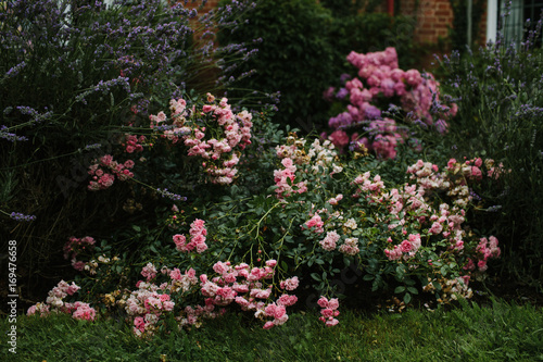 Wallpaper Mural Lavender and Wild Roses. Torontodigital.ca