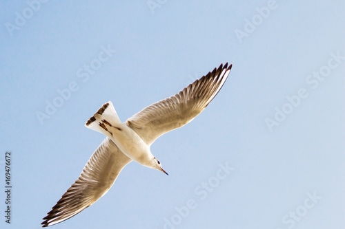 A flying seagull on the sky © Sergey