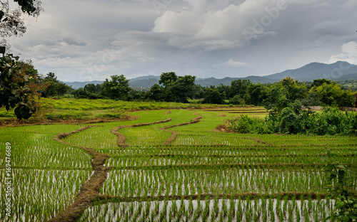 Campos de arroz al Norte de Talilandia photo