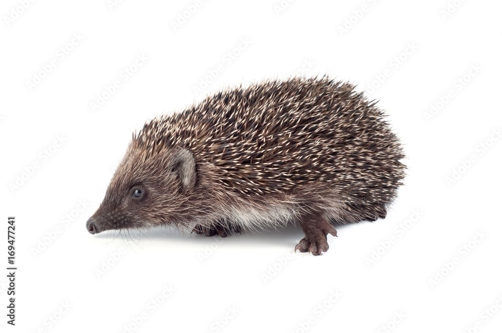 Small hedgehog on a white background Small hedgehog on a white background