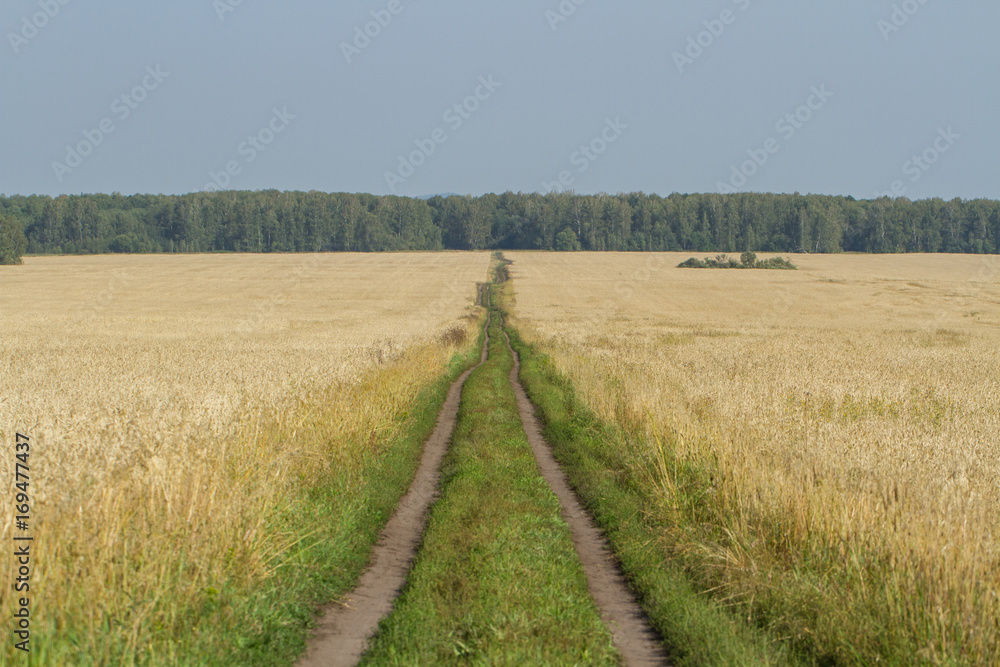 Field road.Highway for tractors