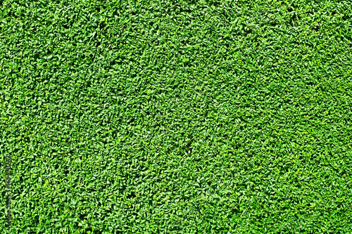 фотографія green hedge background texture