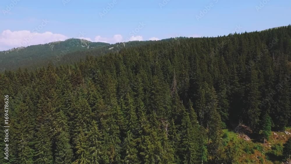 Forest, aerial videos. Forest, aerial videos.