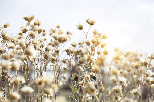 Grass spikelet on the field at sunset, close-up selective focus 
