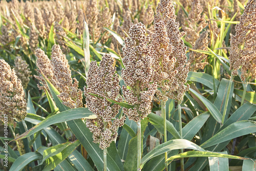 Sorghum bicolor photo