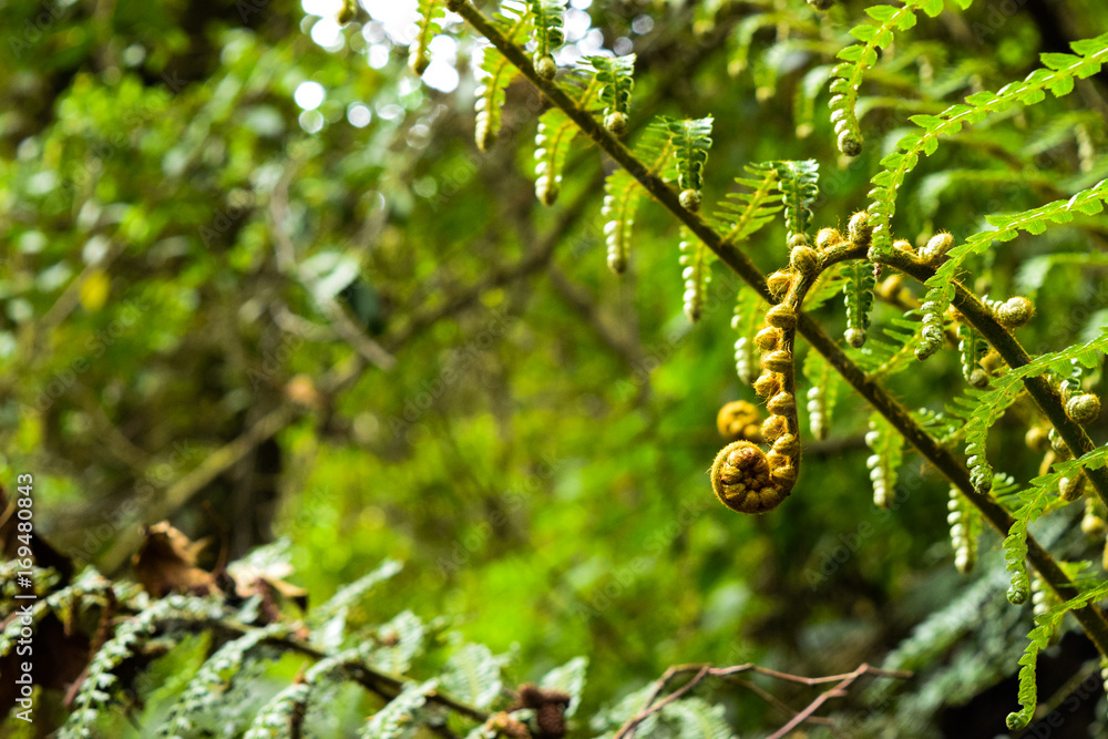 Plantas silvestres