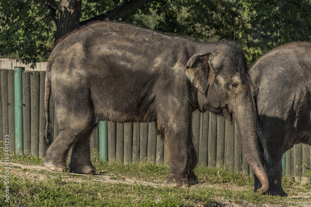 Elephant near fence in sunny evening