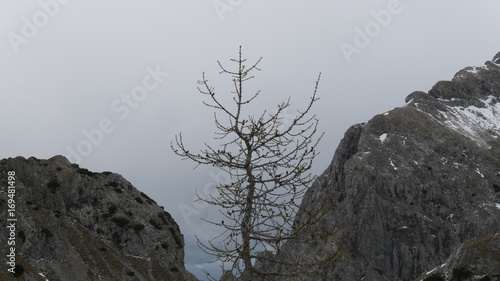 Arbusto tra le rocce photo