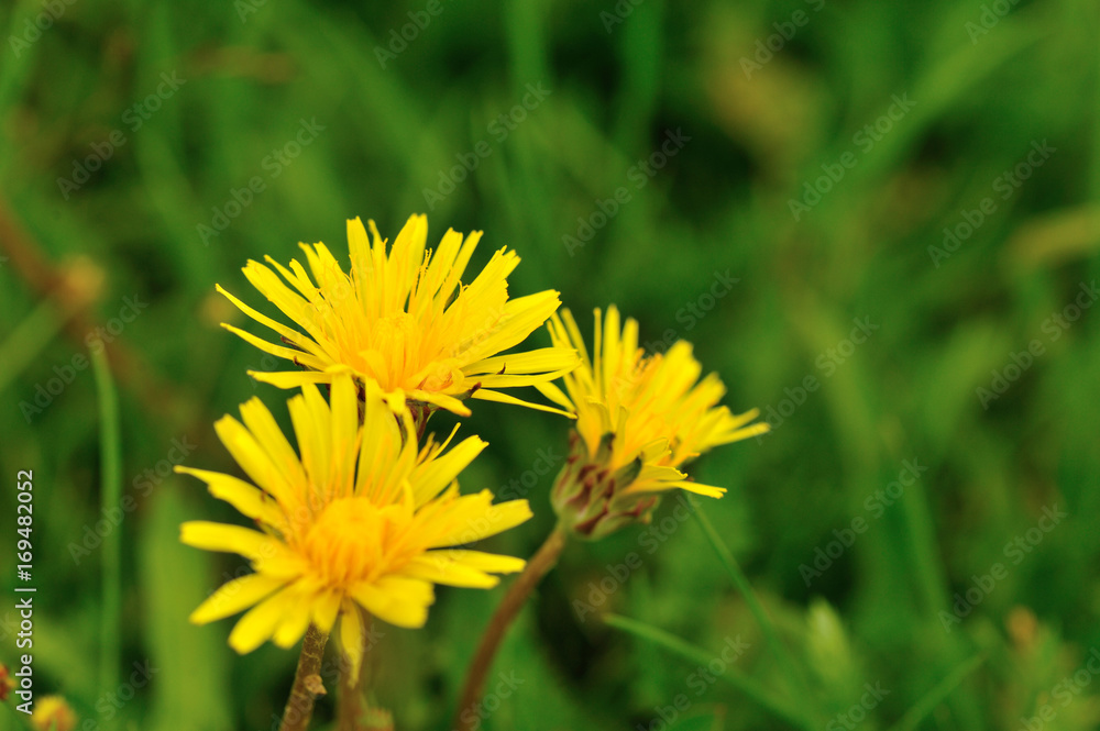Beautiful Taraxacum flower on a green garden Beautiful Taraxacum flower on a green garden