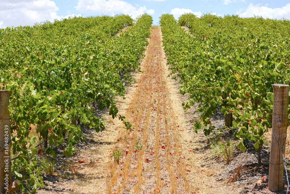 Rows of Grape Vines Rows of Grape Vines