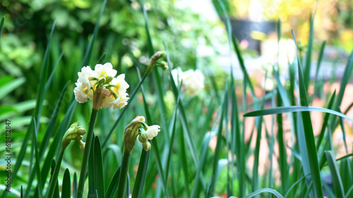 Springtime garden background with jonquil flowers.