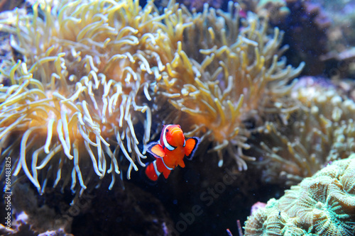 red clown fish in the coral reef © nd700