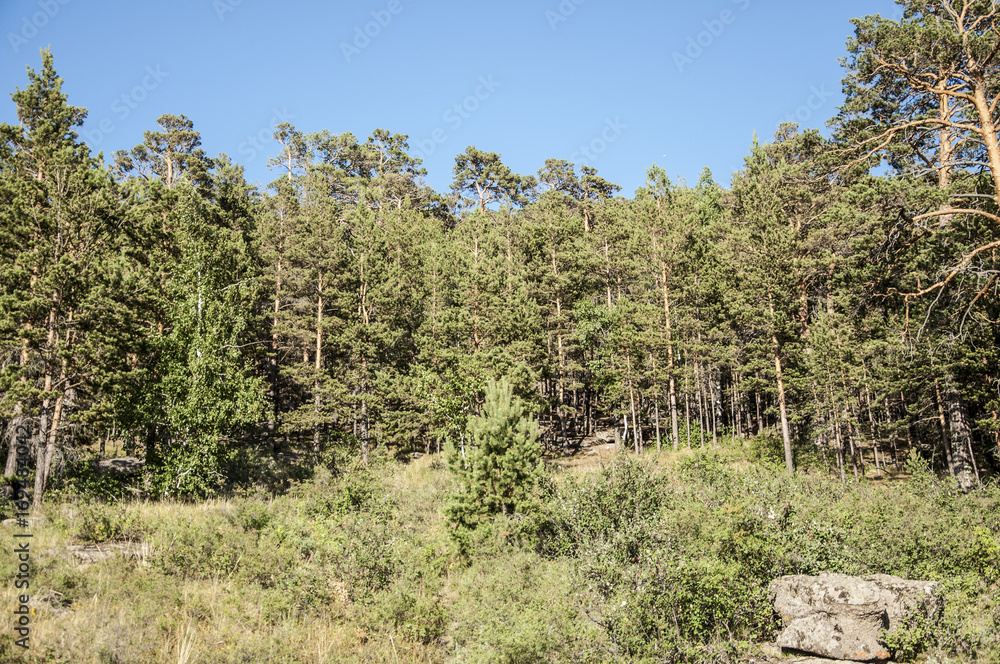 Forest near Borovoe lake