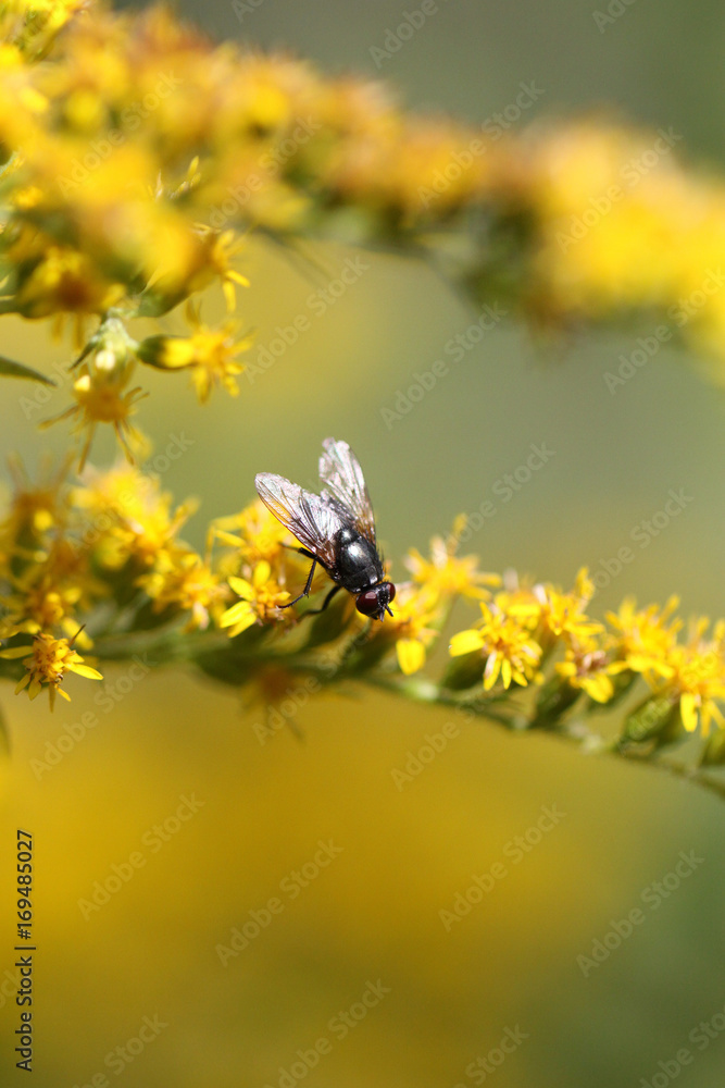 mouche mouche