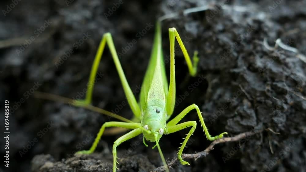 Big green grasshopper lays her eggs in the soil Big green grasshopper lays her eggs in the soil