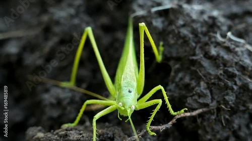Big green grasshopper lays her eggs in the soil