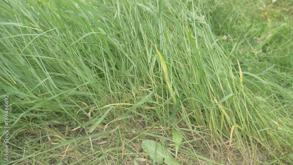 Electric trimmer blade rotary cuts grass and branches on the site. Electric trimmer blade rotary cuts grass and branches on the site.